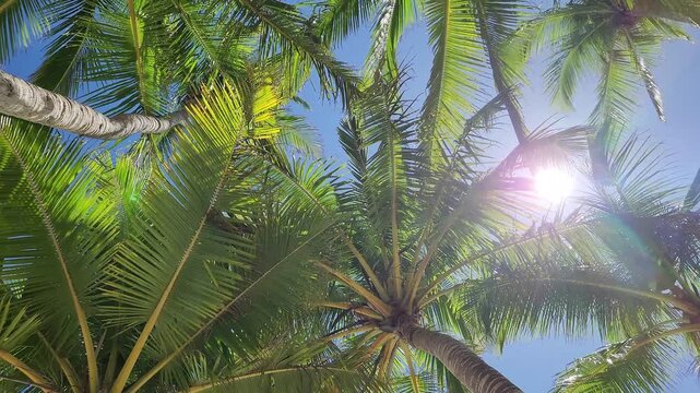 Sunlight filters through the fronds&mdash;which sway gently in the breeze&mdash;creating a calm, peaceful, and refreshing tropical atmosphere.