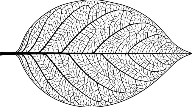 Detailed botanical illustration of a single leaf skeleton, intricate vein pattern, black and white