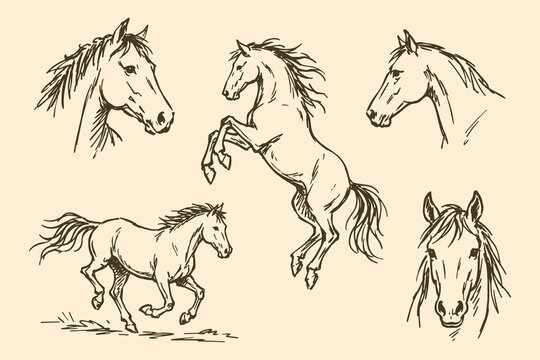 Horses Sketch Vector Set Illustration