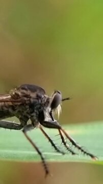 Close Up Lalat Perampok Mengawasi Mangsa Perlindungan Tanaman 4K