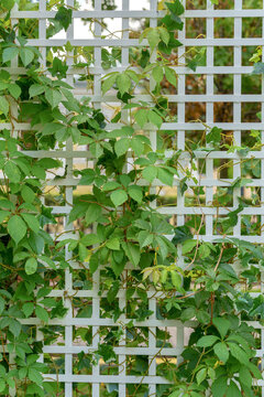 White timber lattice partition panel intertwined with lush English ivy and Virginia creeper. Geometric garden screen structure with organic climbing foliage texture.