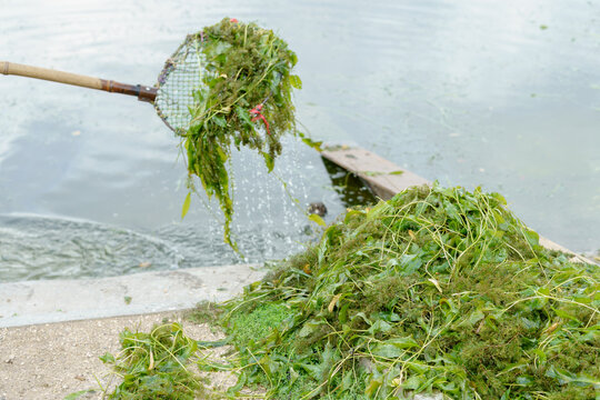 Landing net with wet pondweed over a concrete lake shore during algae cleaning. Ecological water maintenance process with a pile of harvested green aquatic plants.