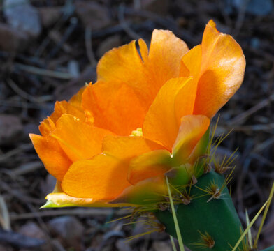 Macro shot of an orange prickly pear cactus flower in bloom