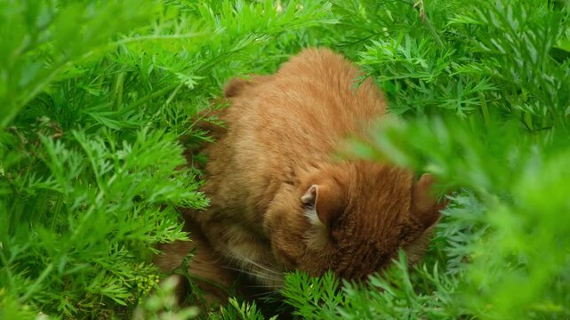 Ginger cat is hiding in a carrot patch, licking itself. Behavior of cats in nature