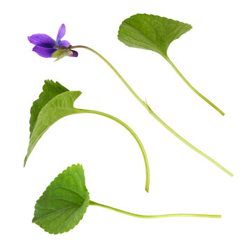 Set of Violet flower and leaves isolated on white or transparent background
