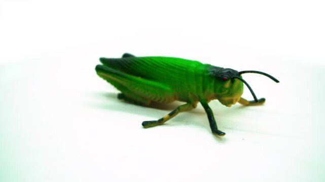 Rotating display of a realistic toy grasshopper on a clean white background, capturing nature themes, wildlife presentations, and commercial product motion concepts.