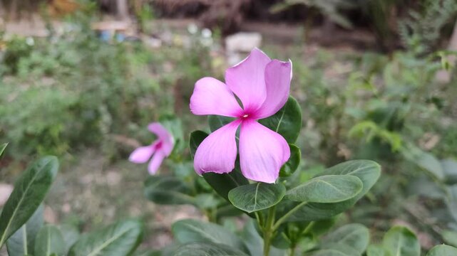 pink periwinkle spring flowers in the garden 4k