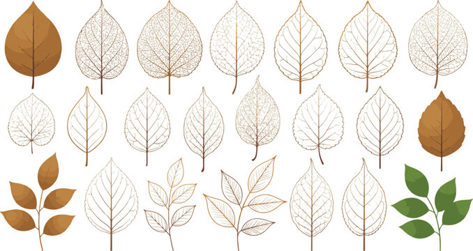 Collection of autumn leaf skeletons and foliage silhouettes with skeleton botanical seasonal isolated decoration collection falltime woodland structure