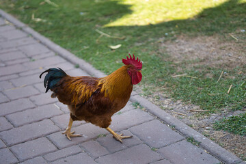 Bronze rooster walks on paved path © LusoFPV