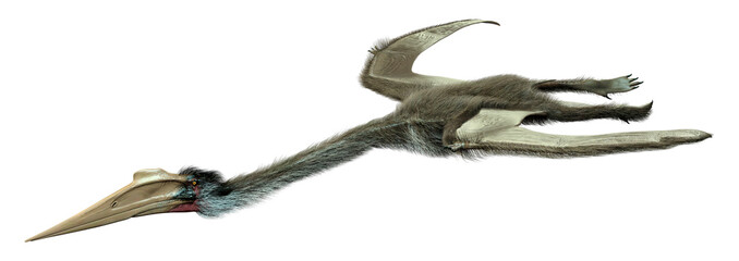 3D Rendering Dinosaur Quetzalcoatlus on White © photosvac