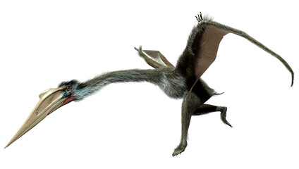 3D Rendering Dinosaur Quetzalcoatlus on White © photosvac