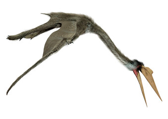 3D Rendering Dinosaur Quetzalcoatlus on White © photosvac