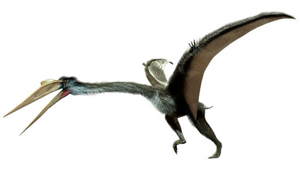 3D Rendering Dinosaur Quetzalcoatlus on White © photosvac