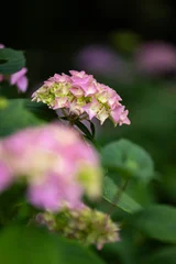 Fotobehang Hortensia multicolored hydrangea flowers  © SarahPictures