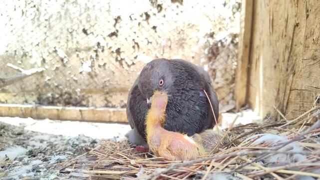animal, wildlife, nature, baby, animals, cute, pigeon, wild animal