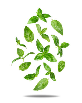 Fresh basil leaves floating in the air isolated on a transparent background