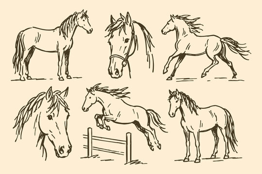 Horses Sketch Vector Set Illustration