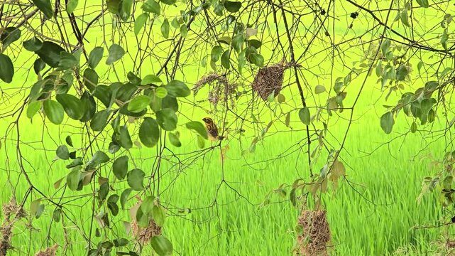 Asian Golden Weaver use fresh leaves of grass woven building nest.