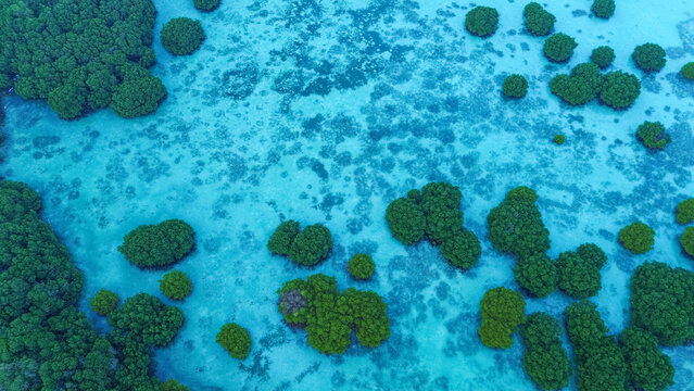Aerial view of lush mangrove trees growing in shallow turquoise water of the ocean in Indonesia.