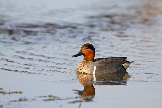 00720-00714 Green-winged Teal (Anas crecca) male in wetland at Leonabelle Turnbull Birding Center, Port Aransas, TX
