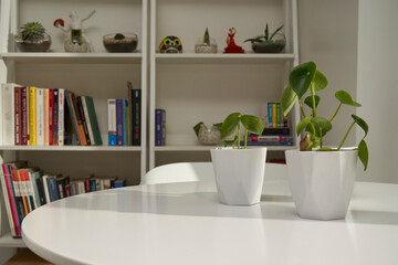 Potted indoor plants on white table with bookshelf background © Pablo