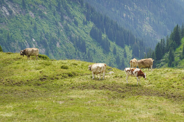 Naklejka premium Cows at summer pastures in the Alps, Austria