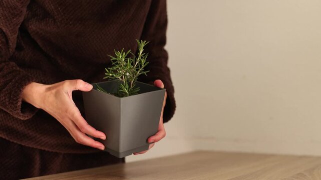 Woman has flower pot with rosemary. Growing rosemary at home. 4K