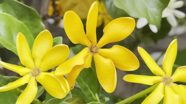 The flowers bloom white, gradually fade to pale yellow, and finally develop a rich golden-yellow color as they mature.