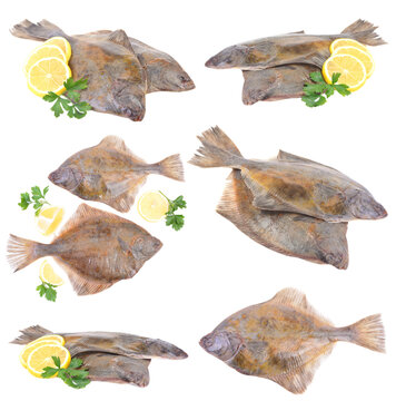Set flounder fish