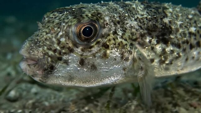 Underwater Close-up of a Fish with Camouflage in Clear Water