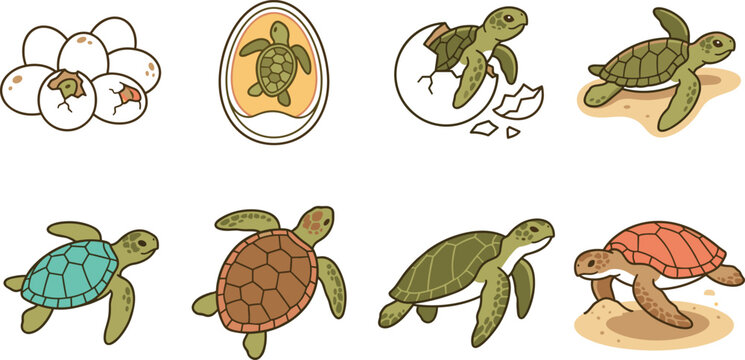 Sea Turtle Life Cycle Stages and Nesting Process Educational Cartoon Illustration Set