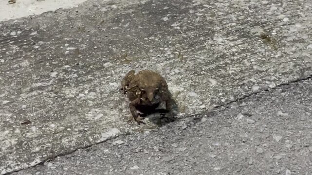 A toad hunting and feeding on winged termites beneath a light at dusk.