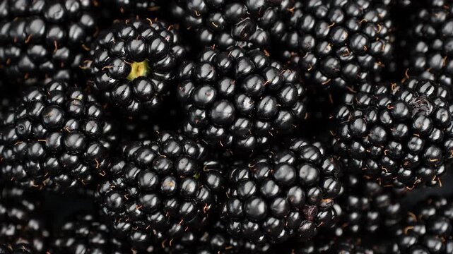 Heap of Fresh blackberries close up, rotating. Fresh Ripe organic blackberries