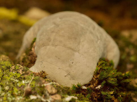moss on mushroom