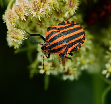 colorado potato beetle on leaf