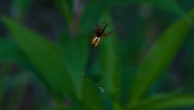 spider on the web