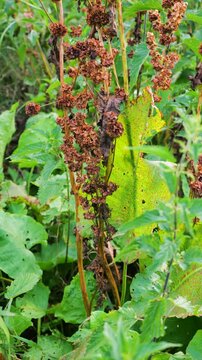 Close-up of dried brown curly dock sorrel seeds on tall stems swaying in the wind. A natural wild sorrel plant with rusty brown seed heads grows in a green summer meadow.