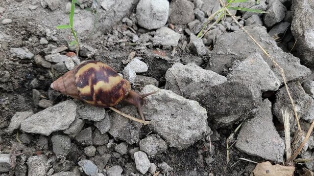 Vibrant colorful pebbles nestled among grey stones in a shallow stream bed