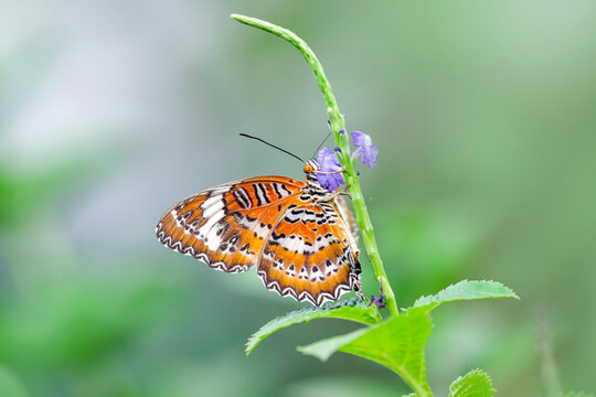 Beautiful Leopard lacewing butterfly feeding on purple wildflower, Close up of leopard lacewing butterfly on blooming flower