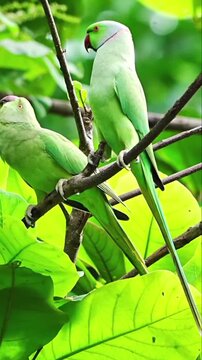 Pair of green rose-ringed parakeets perched on tree branch among lush green leaves