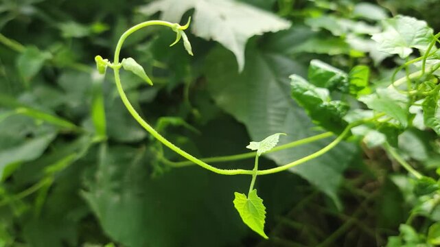 A delicate green vine tendril curling gracefully in the summer garden light