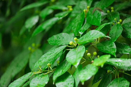 Close-up photo of fresh Kuromoji Lindera umbellata green leaves and small round buds with water droplets after rain in soft light with copy space