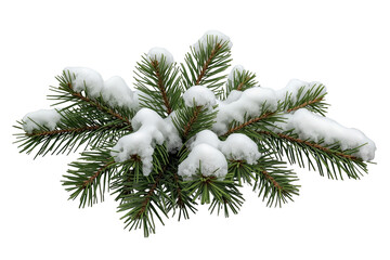Obraz premium Dense snow covered evergreen branch cluster