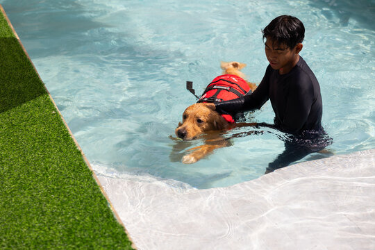 Pet rehabilitation in water. Golden Retriever dog playing with ball in the swimming pool.  Recovery training prevention for hydrotherapy. pet health care