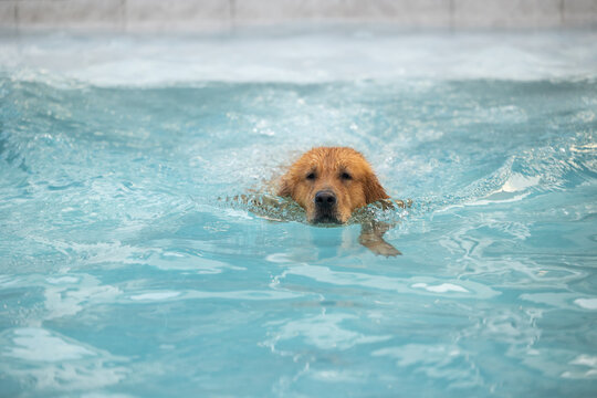 Pet rehabilitation in water. Golden Retriever dog playing with ball in the swimming pool.  Recovery training prevention for hydrotherapy. pet health care