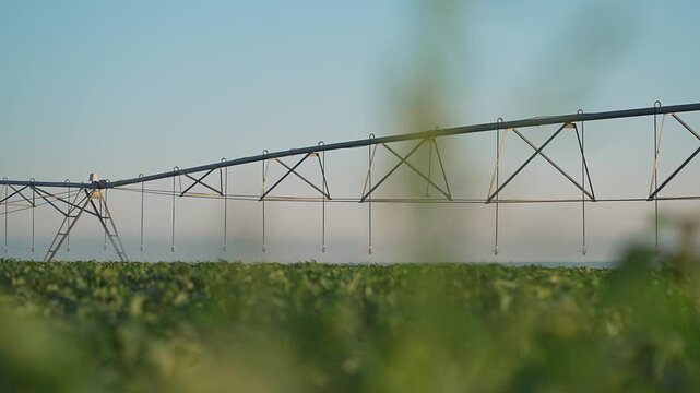 Modern farm uses irrigation system. Sprinkler spreads water across crop. Field gets watering. Agriculture depends on sprinkler for productivity. Crop needs regular watering. Farm runs on irrigation
