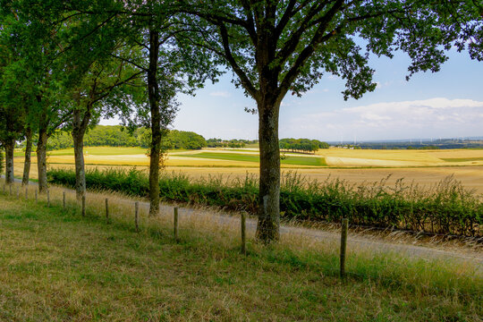 Summer countryside landscape, Slope hill and trees, Farmland with straw of Triticum aestivum or wheat after harvested, Voerendaal, Gulpen-Wittem and region, The Dutch province of Limburg, Netherlands.