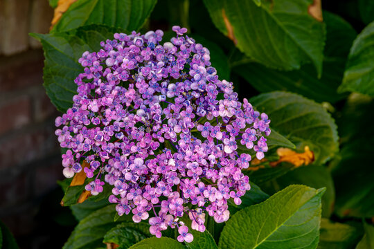 Selective focus bush of Hydrangea macrophylla (Ayesha) flowers, Purple lilac-pink hortensia, A unique variety known for its spoon-shaped, cupped petals, Hydrangeaceae family, Natural floral background