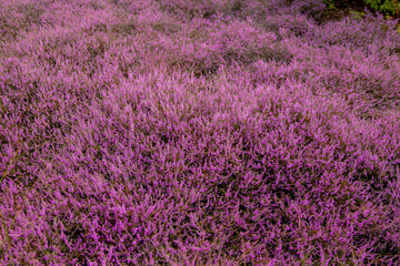 Obraz premium Selective focus bush of wild purple flowers Calluna vulgaris (heath, heide, ling or simply heather) is the sole species in the genus Calluna in the flowering plant family Ericaceae, Natural background