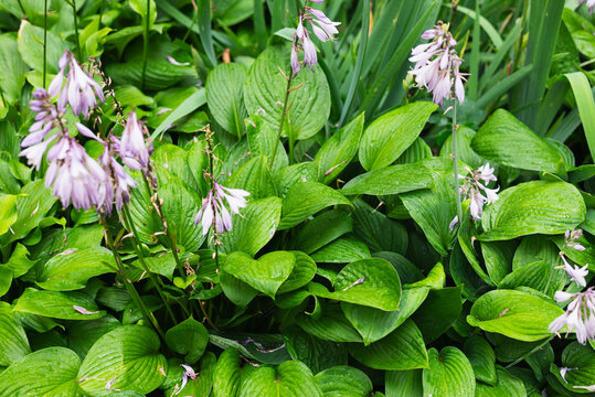 A cluster of small lavender flowers blooms among lush green leaves in a garden setting.